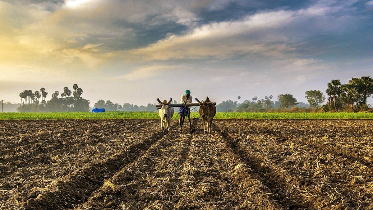 Smallholder farmers